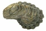 Long Enrolled Morocops Trilobite - Morocco #252743-2